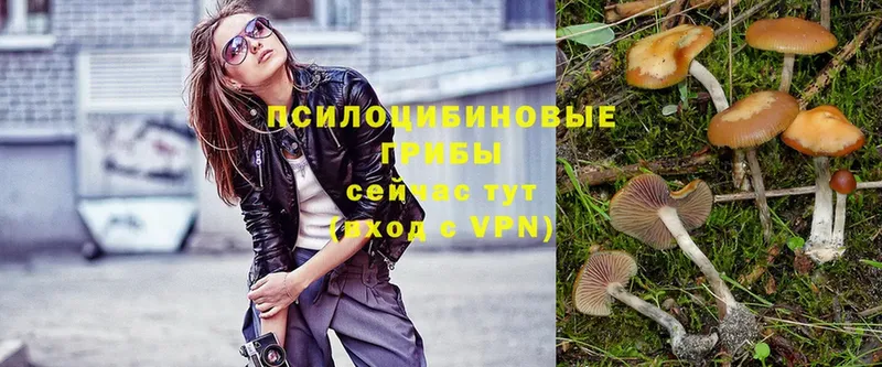 купить закладку  Луза  Галлюциногенные грибы Psilocybe 